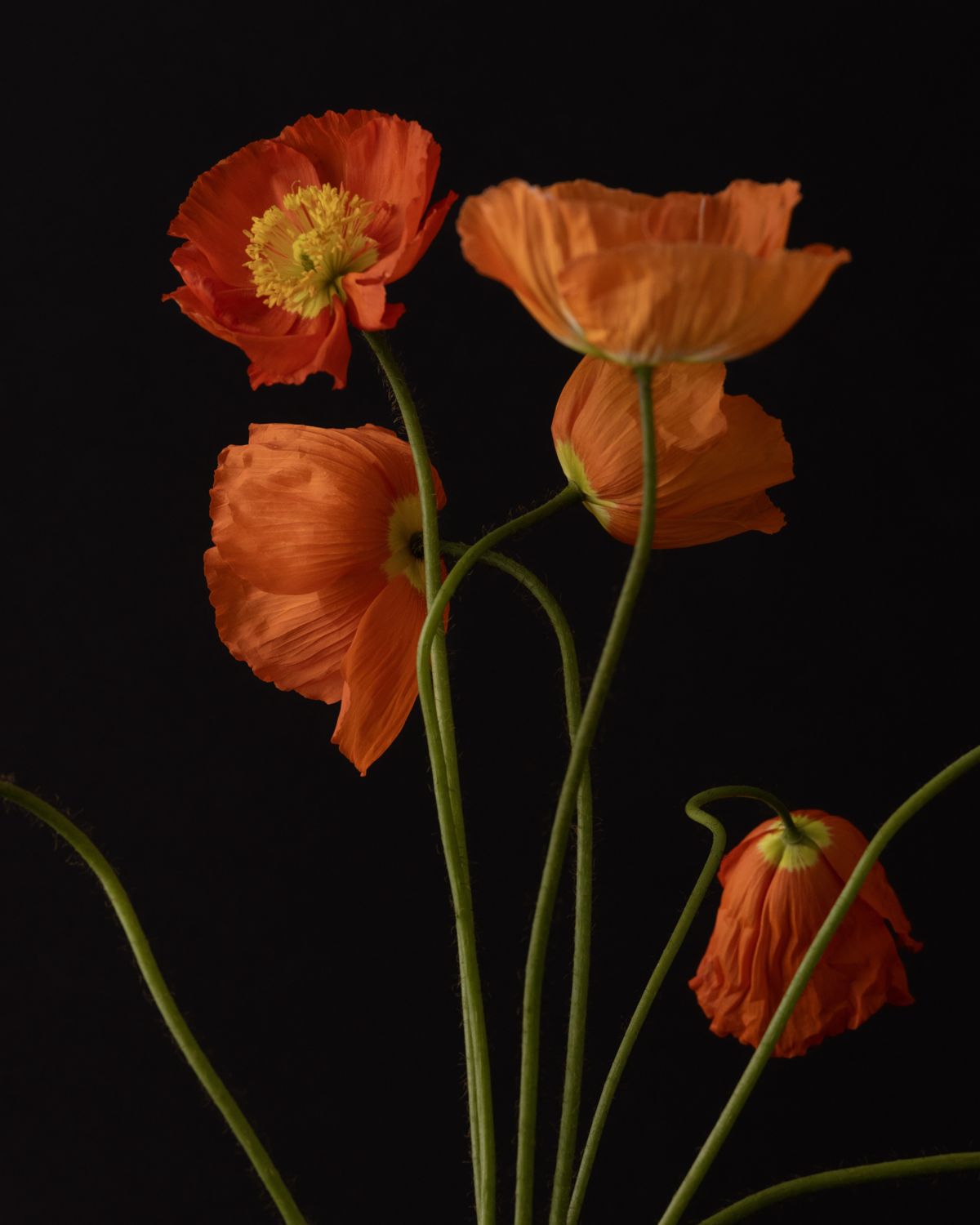 Orange Iceland poppies on black — KENSI studio work
